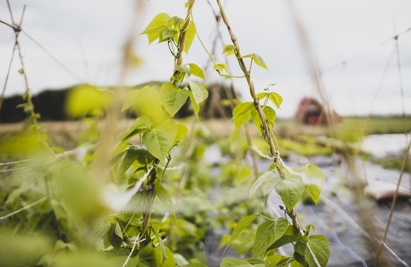 British grown runner beans