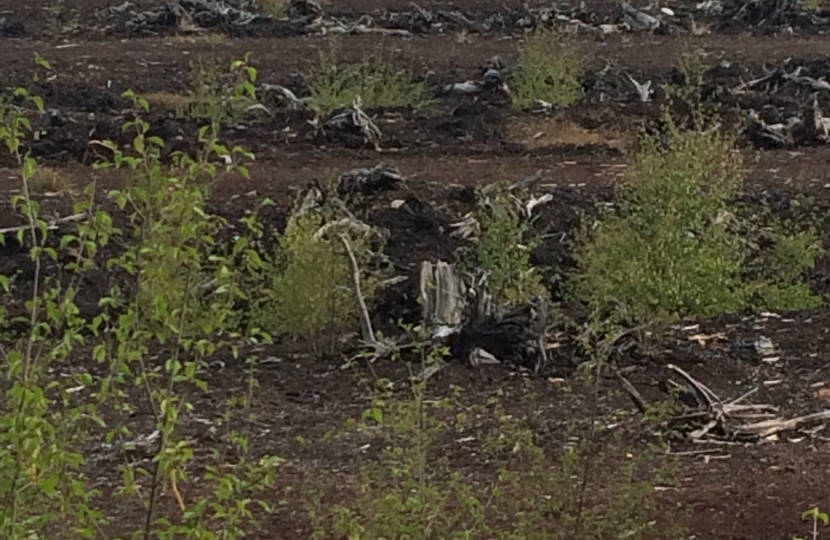 Lindow Moss in Wilmslow