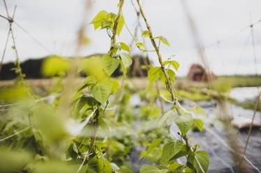 British grown runner beans