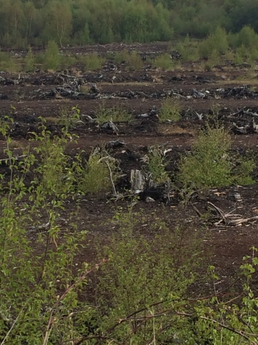 Lindow Moss in Wilmslow